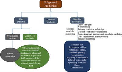 New Insights on the Use of Polyphenols as Natural Preservatives and Their Emerging Safety Concerns